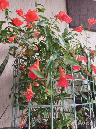 Гранат комнатный