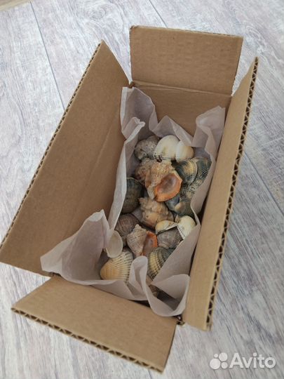 Ракушки морские раковины