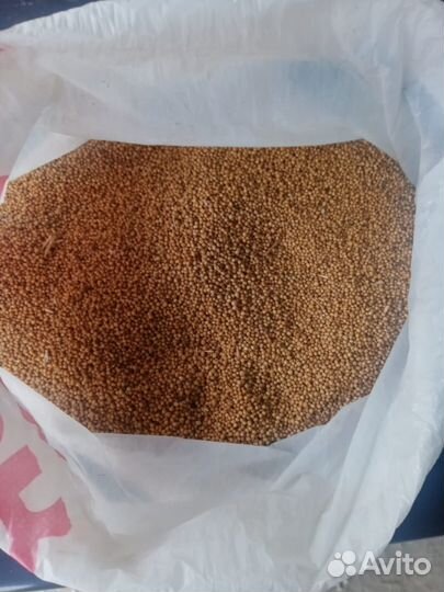 Горчица сидерат