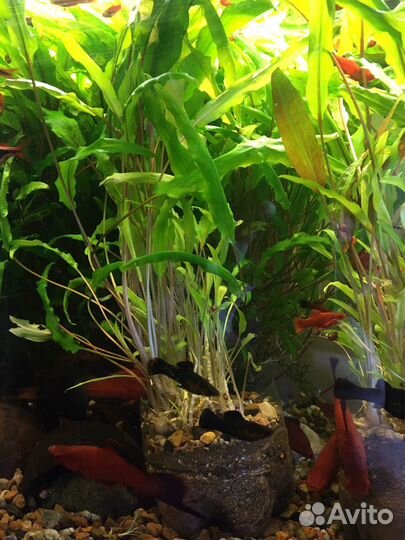 Криптокарина Вендта в большом горшочке с грунтом