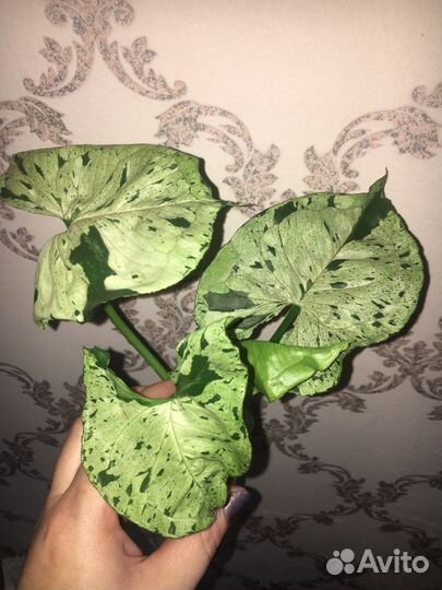 Сингониумы сортовые