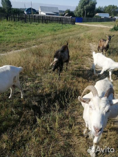 Козы огуленные