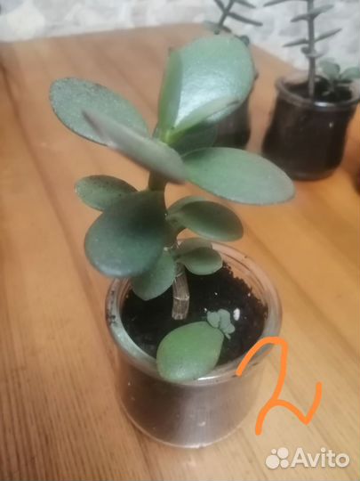 Крассула толстянка денежное