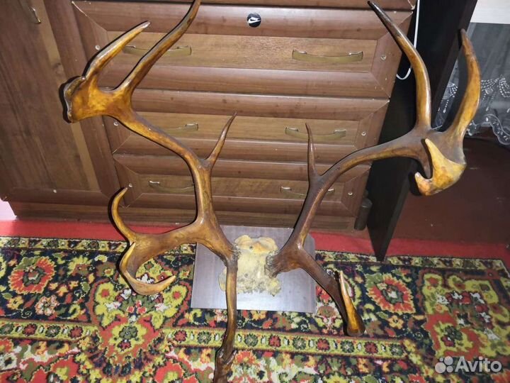 Рога оленя