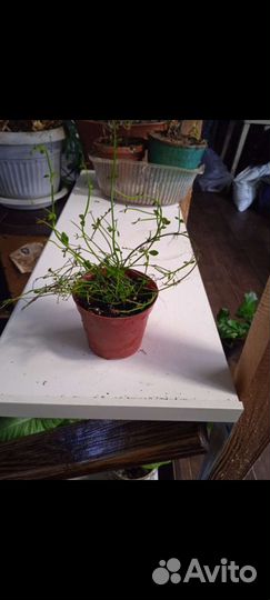 Редкие комнатные цветы