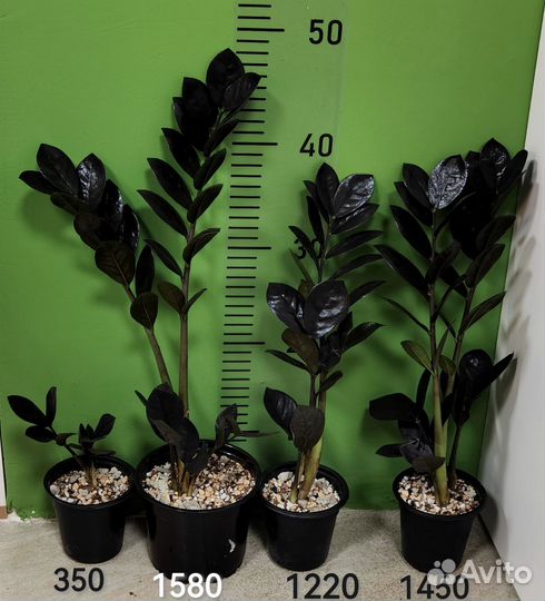 Равен чёрный Замиокулькас