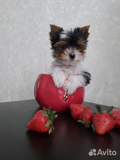 Щенки бивер