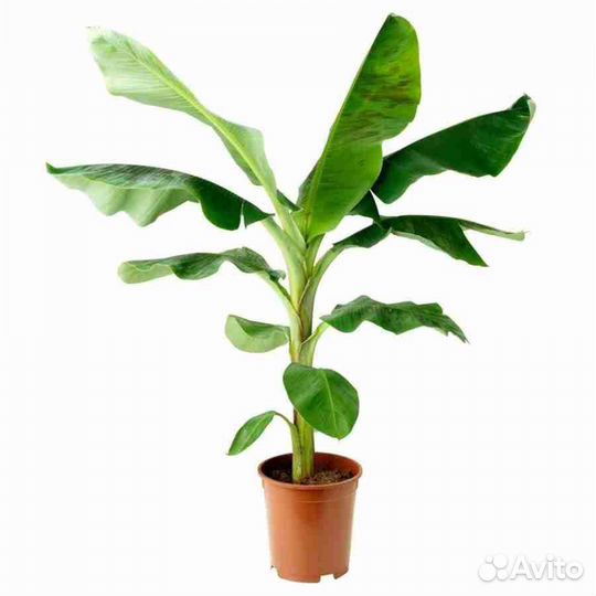 Банановая пальма