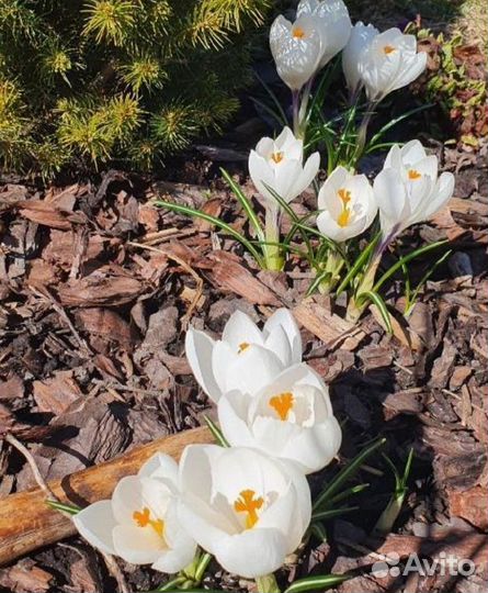 Мульча в мешках