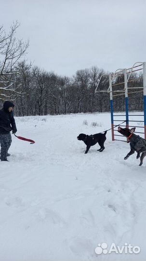Дрессировка Собак окд, зкс, угс. Натаска Легавых