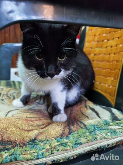 Котята в добрые руки бесплатно