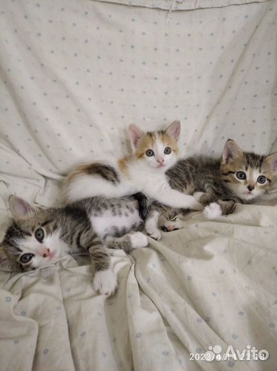 Отдам в добрые руки котят