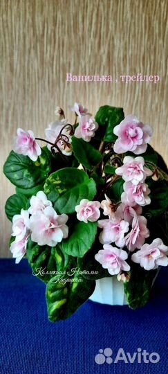 Фиалки и глоксинии укорен листья