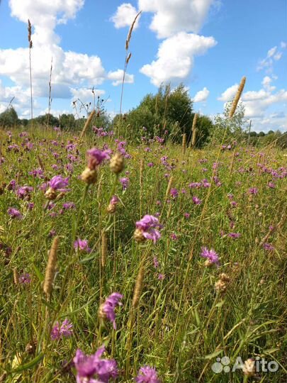 Саженцы сливы