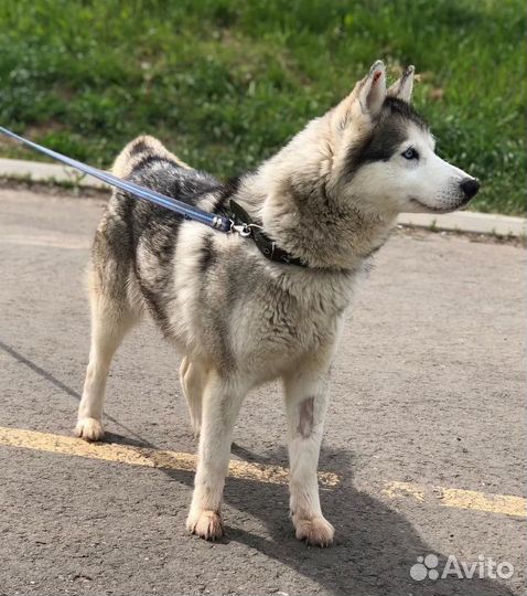 Хаски в добрые руки