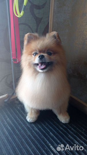 Стрижка ваших питомцев