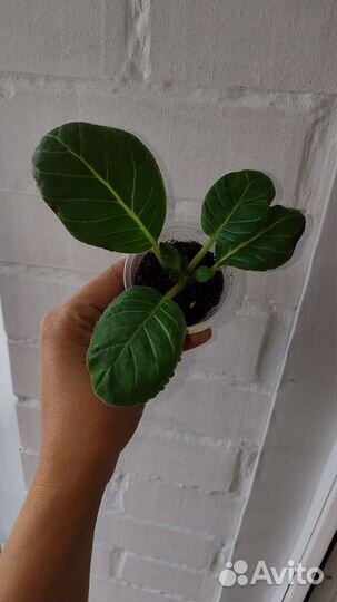 Глоксинии махровые