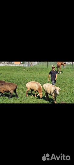 Курдючные бараны овцы