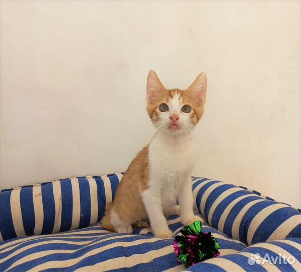 Милейший кото-ребёнок Руди