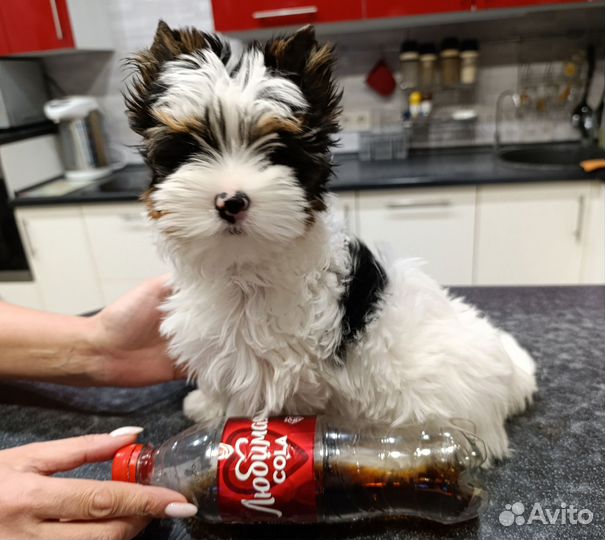 Бивер терьер щенки