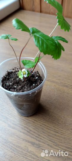 Земляника садовая