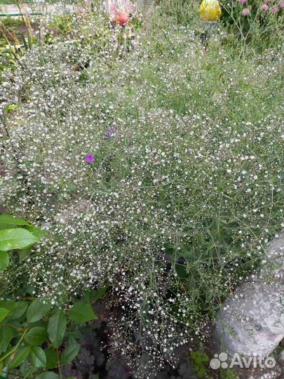 Гипсофила саженцы