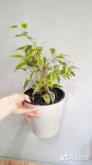 Фикус в кашпо