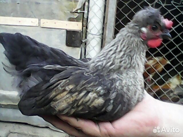 Декоративные курочки