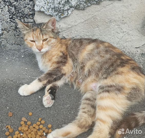 Стерилизованной ласковой кошечке негде жить