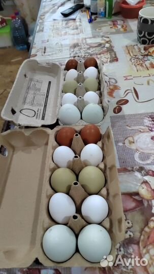 Яйца цветные домашние