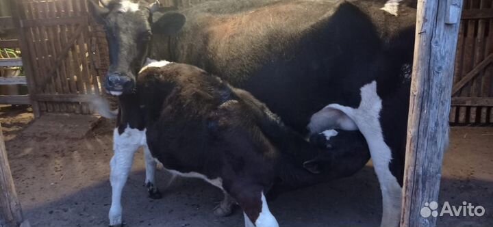 Коровы с телятами