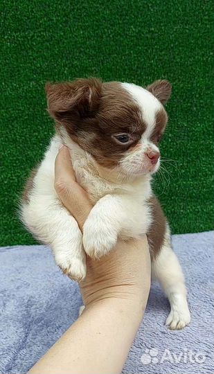 Чихуахуа мальчик шоколад