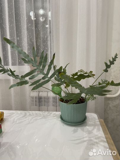 Флебодиум блю стар