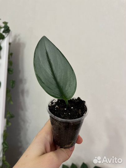 Сингониум, сциндапсус мунлайт, Пилея