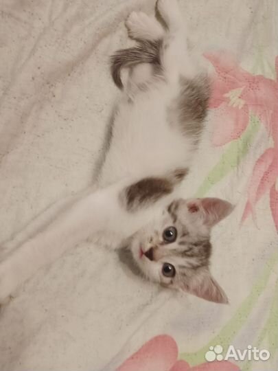 Котята. Мальчики. Британцы и Невское маскарадные