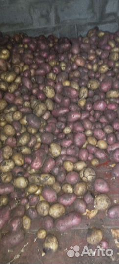 Продам картофель едовая и семенная