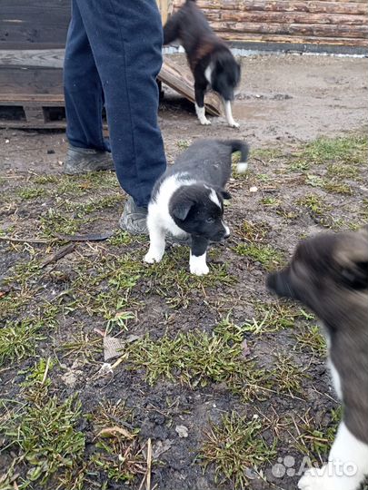 Щенки Лайки