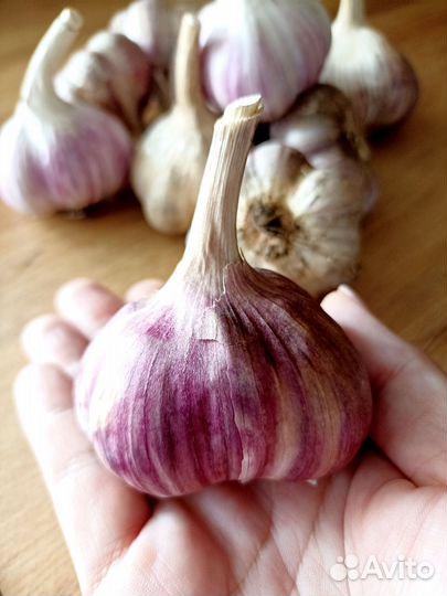 Продам чеснок