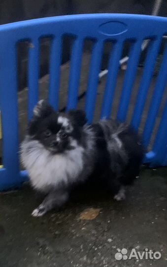 Померанский шпиц нарядный Артемон мерле