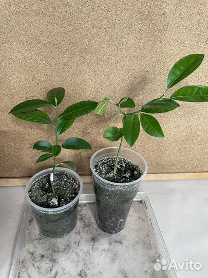 Сортовые цитрусы