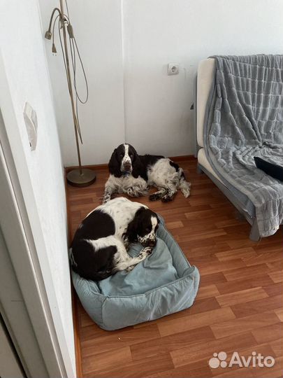 Передержка собак