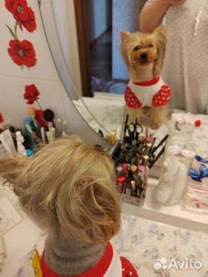 Йоркширский терьер вязка девочка