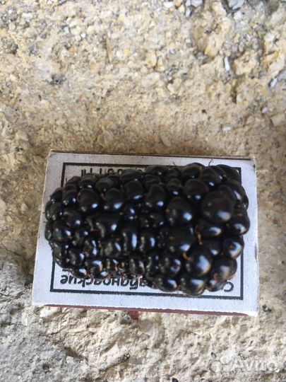 Ежевика ремонтантная Блэк Джем (Black Gem)