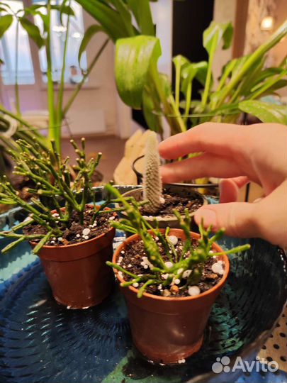 Хатиора,рипсалис