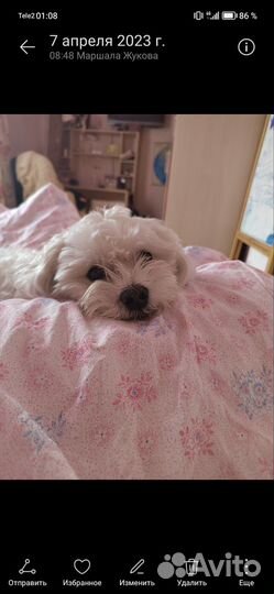 Мальтийская болонка вязка