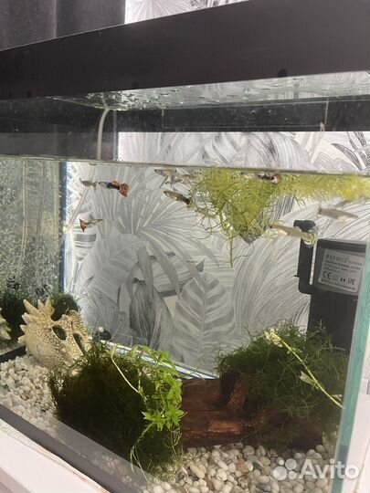 Рыбки гуппи