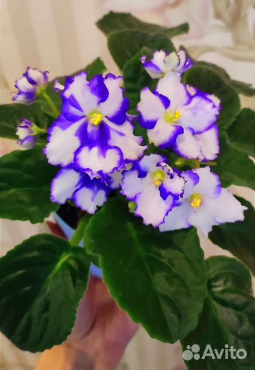 Фиалка Optimara Maine