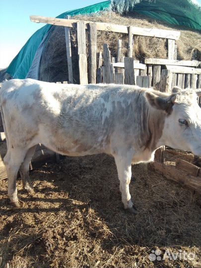 Тёлка стельная