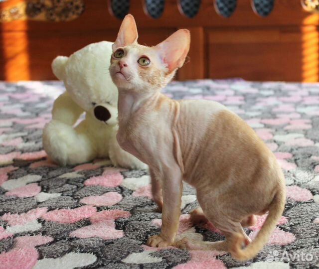 Мальчик, носитель разноглазия