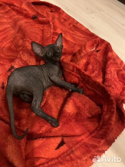 Канадский сфинксы